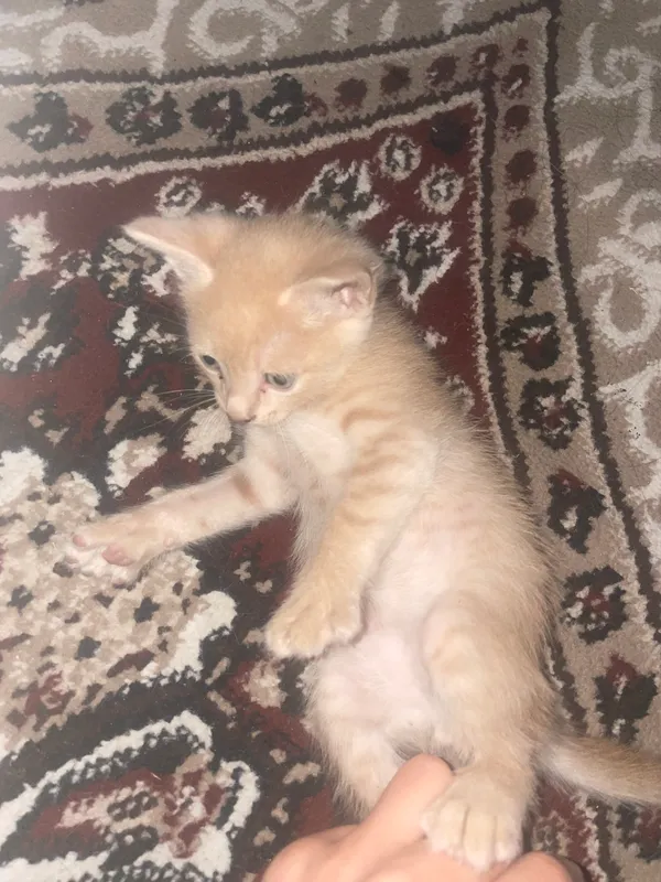 Mushuk
