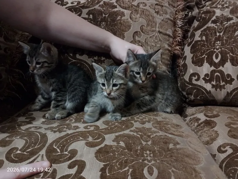 Ищем самый лучший дом для пушистых малышей! Котята 5