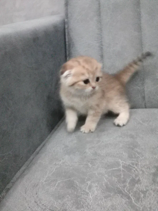 Продается котёнок — фото 6