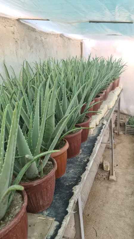 Aloe vera 6