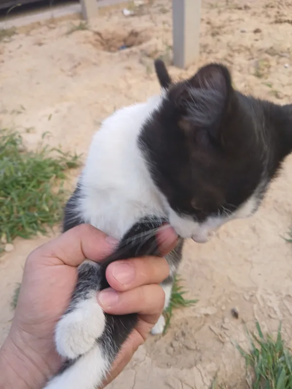 Котёнок 4 Котёнок 4