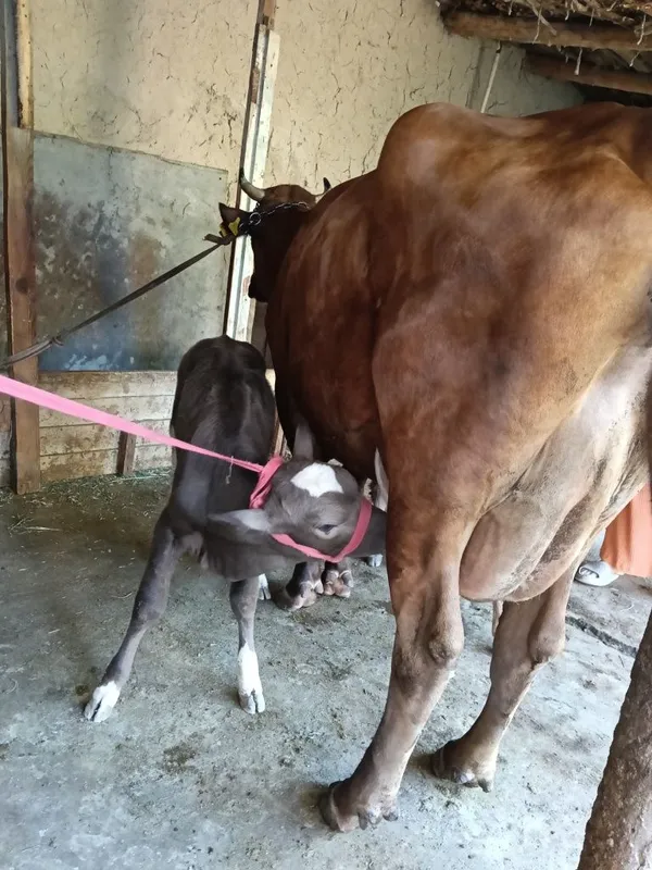 Sigir eston parodasi 2 ta bolasi bor 3