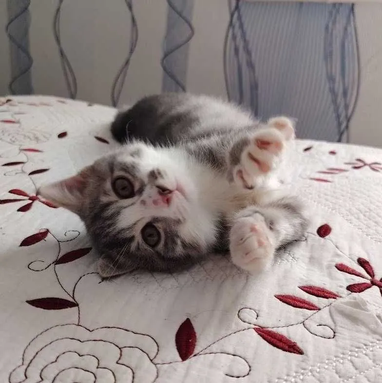 Котята домашние бесплатно в хорошие руки — фото 3