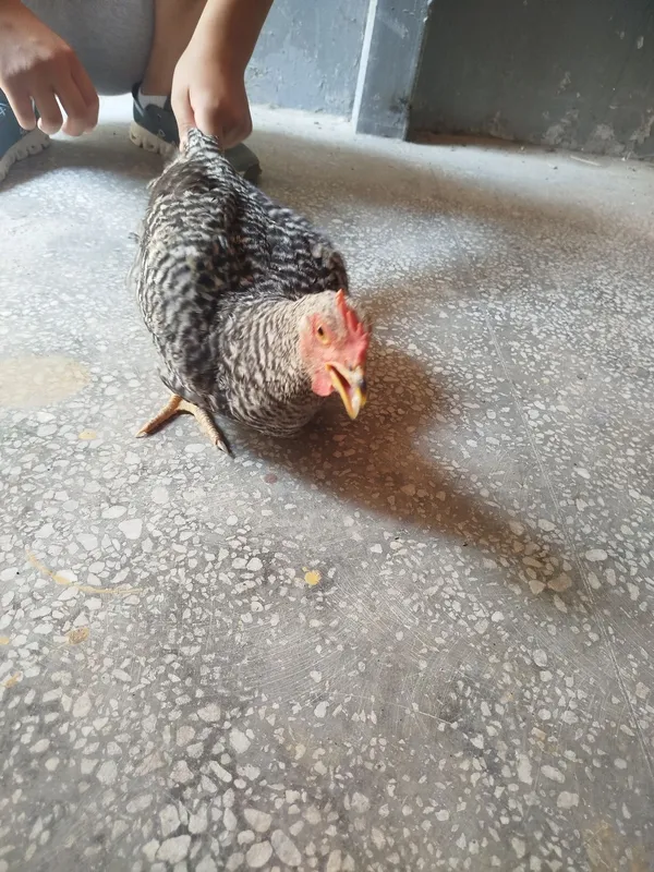 Xoroz qowmcha 1 kilo bugdoyi bor 3