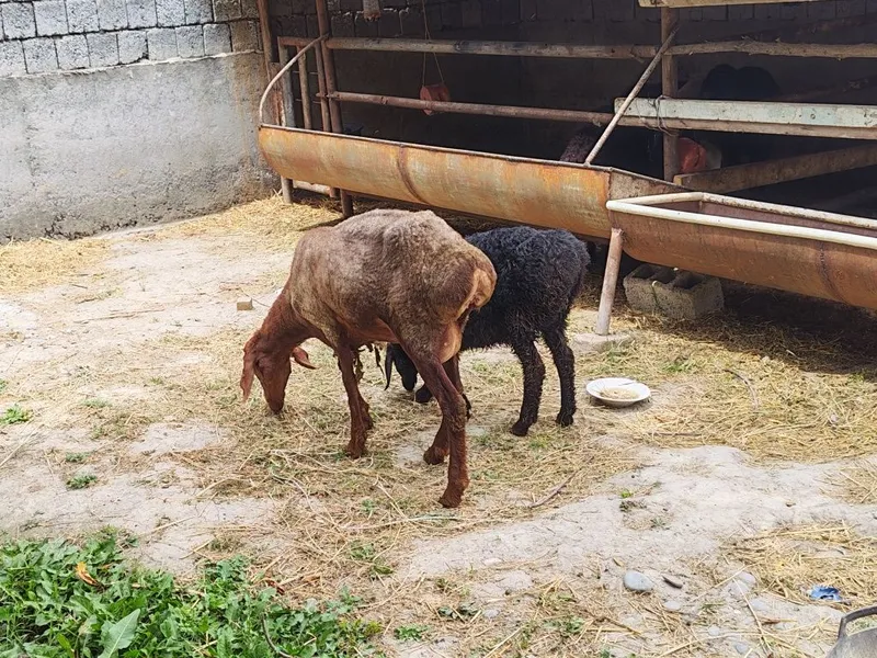 Ona bola qo'y srochna sotiladi 1 Ona bola qo'y srochna sotiladi 1