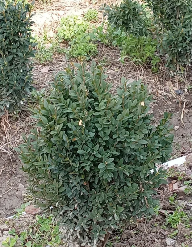 Shamshod eng zoʻrlari bizda — фото 5