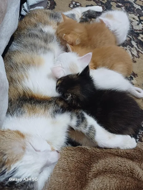 кошка с котятами ищет дом
