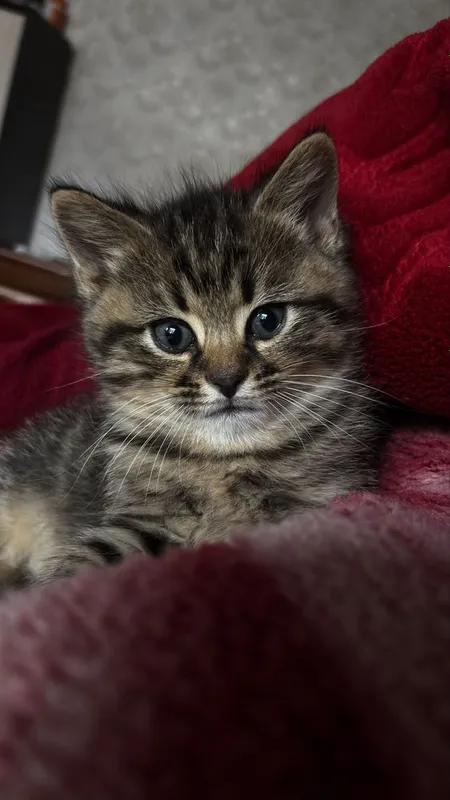 Scottish fold hayland va scottish strayt