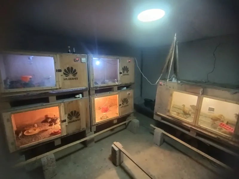 Kavkaz fazan jojalari sotiladi
