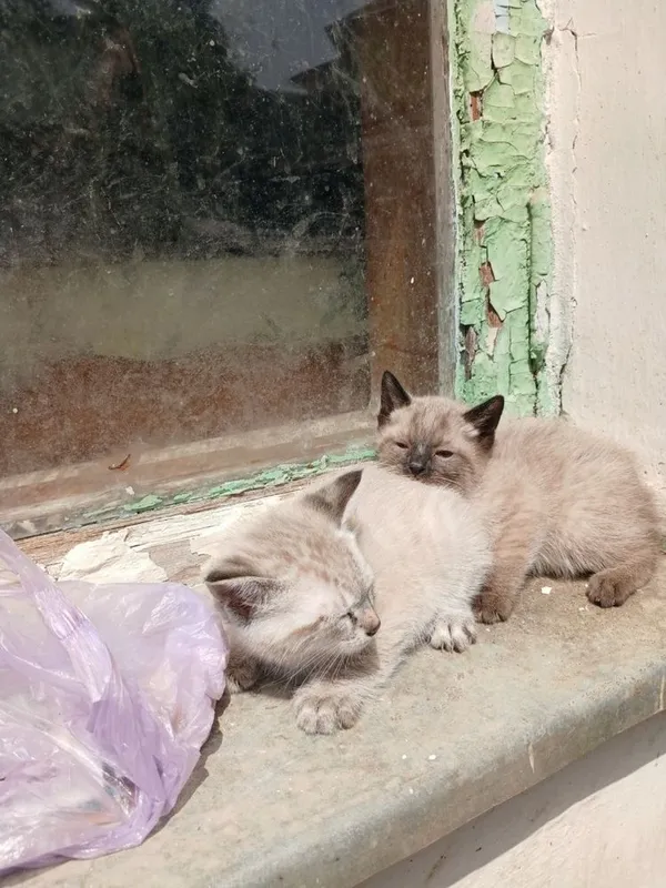 Кошки продаються — фото 1