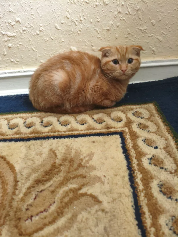 scottish fold mushuk