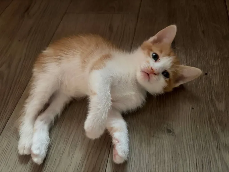 Котята в добрые руки 3