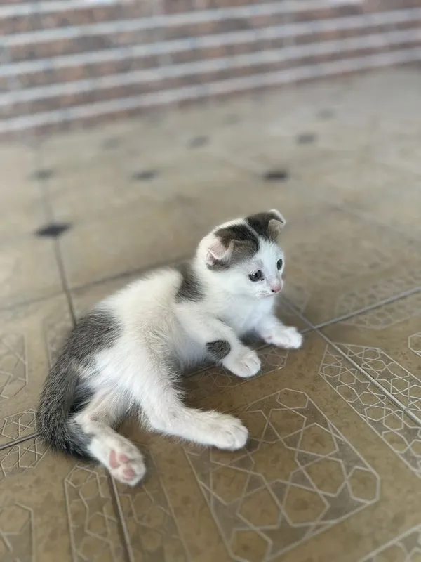 Котенок 2 месячный — фото 3