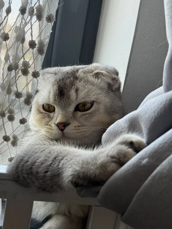 Srochna sotladi Scottish Fold 7