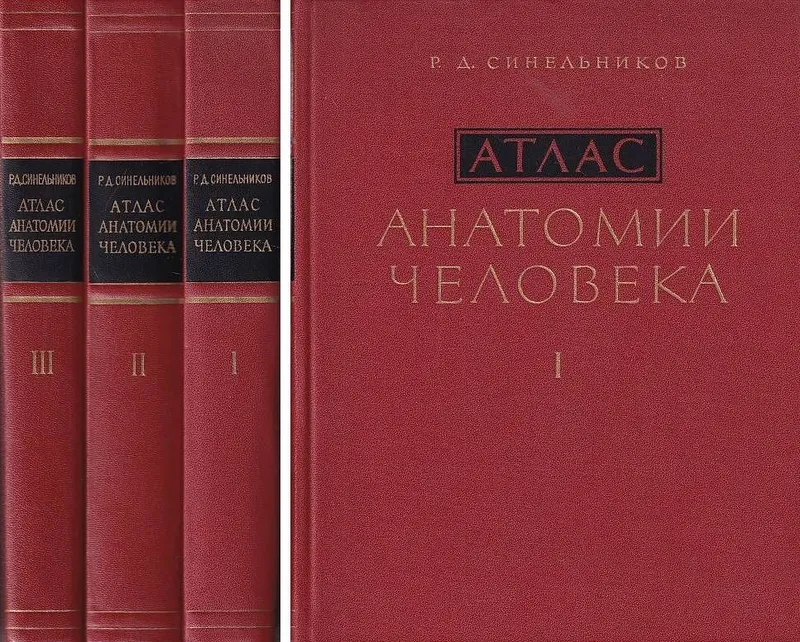 Атлас анатомия Д.Р Синельников 3 тонна
