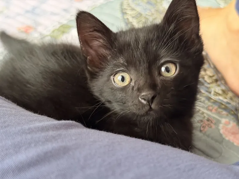 Чёрные котята от персидской кошки в добрые руки 3 Чёрные котята от персидской кошки в добрые руки 3