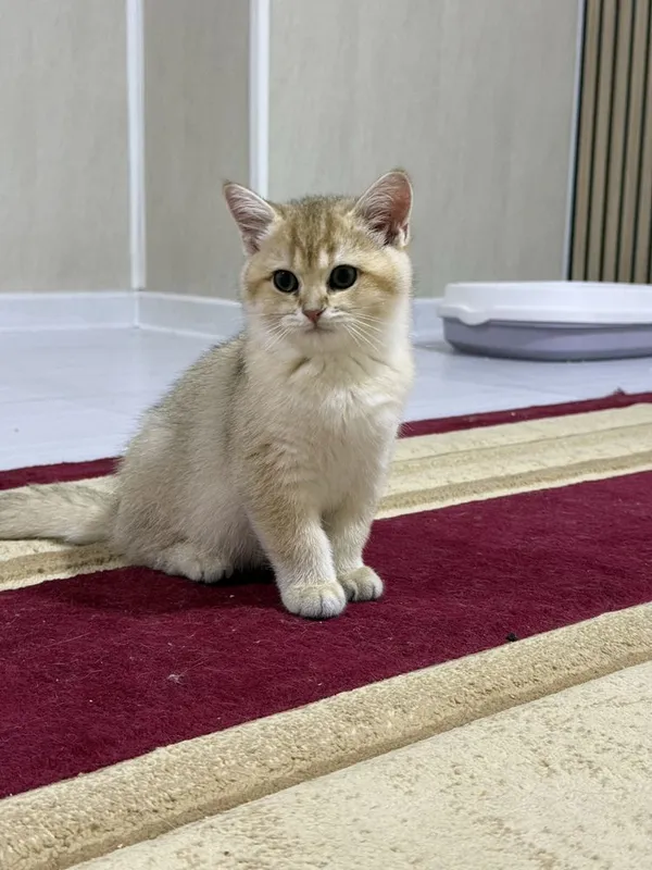 Shinshila n12 srocna sotiladi iktasi 550$ — фото 2