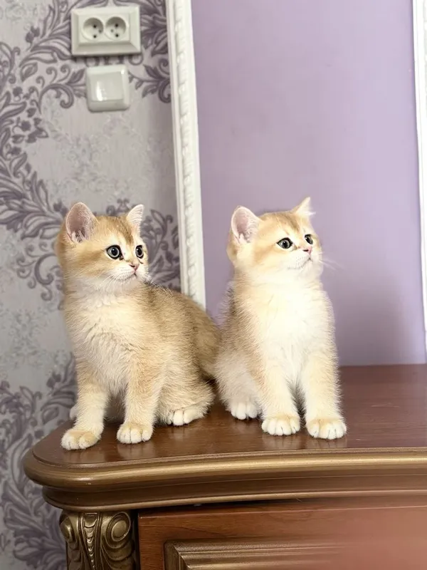 Shinshilla шиншилла mushuk — фото 2