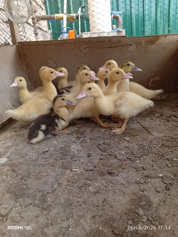 Indowitka shojeleri