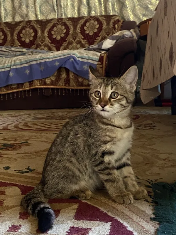 Отдам в хорошие руки 2 Отдам в хорошие руки 2
