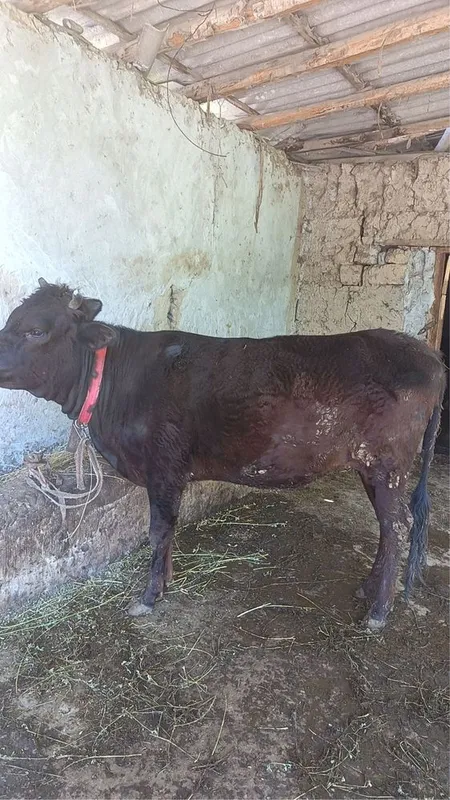 Gunajin bugoz 2oydan keyin tuğadi