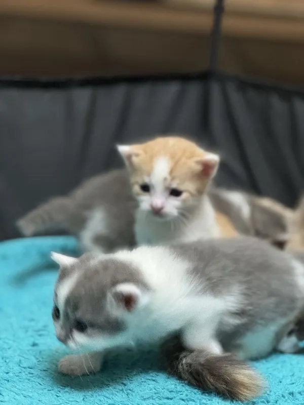 Продаются милые котята, возраст 3 недели — фото 1