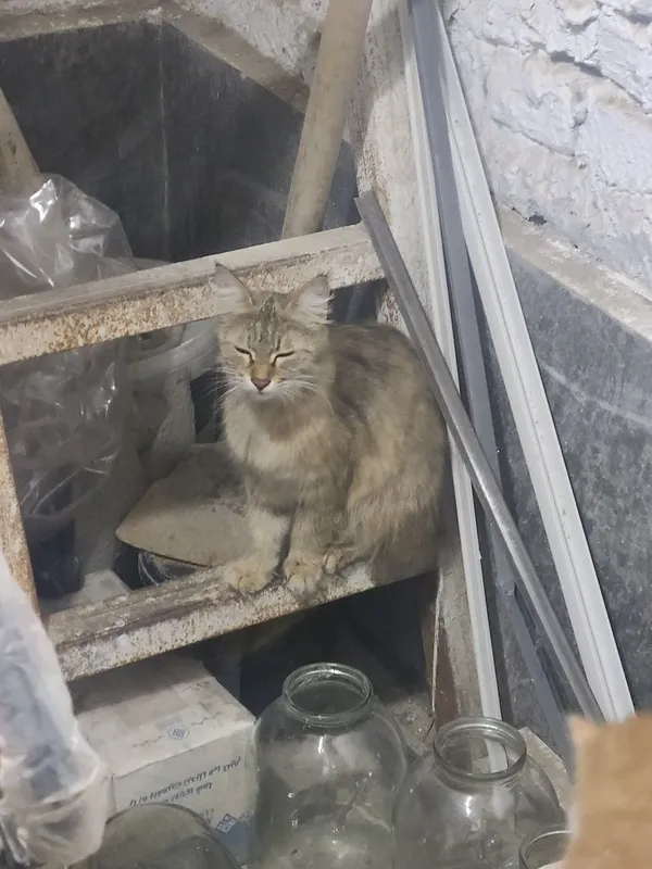 Сибирская кошка метис — фото 4