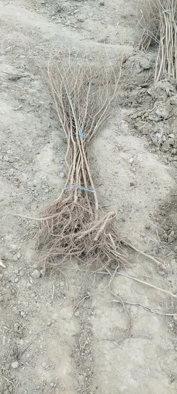 Qayragʻoch(gujum )koʻchati — фото 1