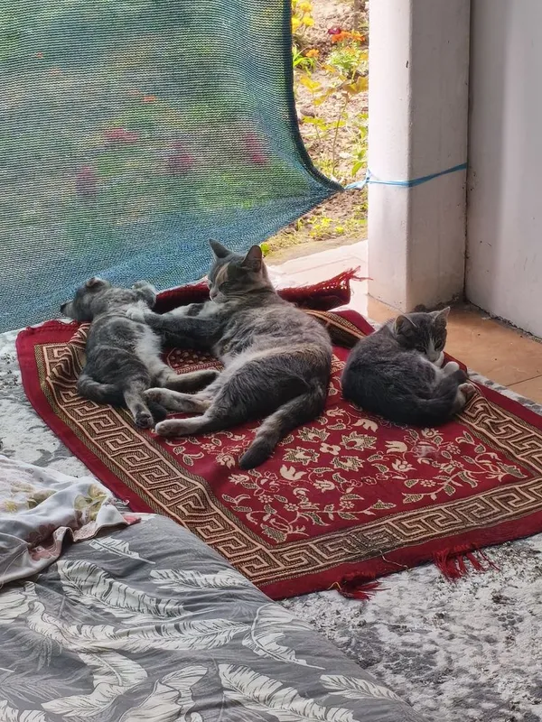 Mushuk котость 2 1