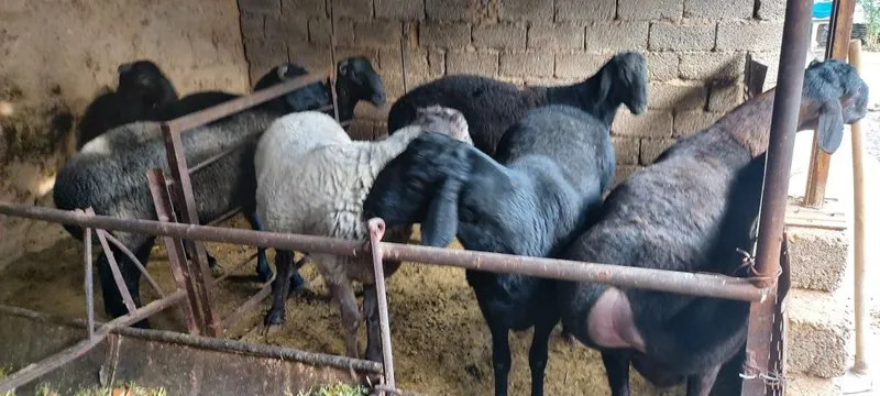 Курбонликга кучкор — фото 2