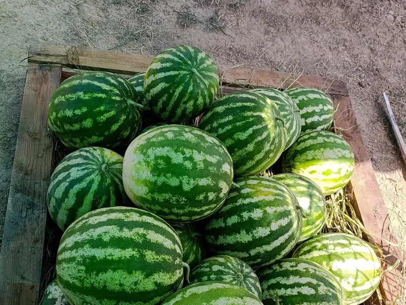 Tarvuzla sotiladi 1 Tarvuzla sotiladi 1