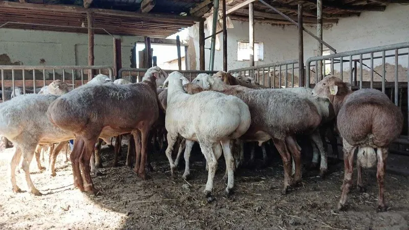 Qo'ylar сотилади Курбон хайитига