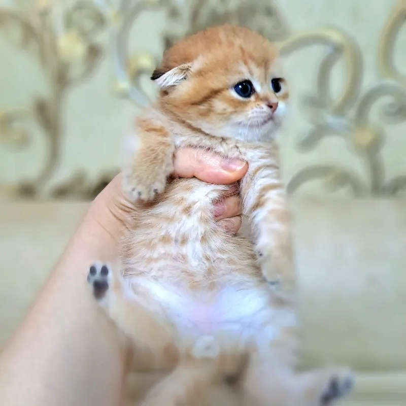 Котёнок от правильной вязки 6