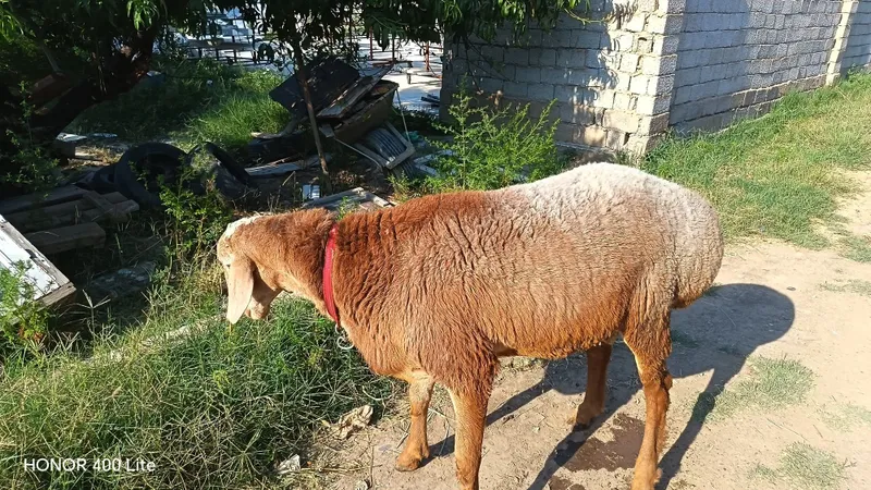 Zotdor Arashan qo'zi sotiladi 2 Zotdor Arashan qo'zi sotiladi 2