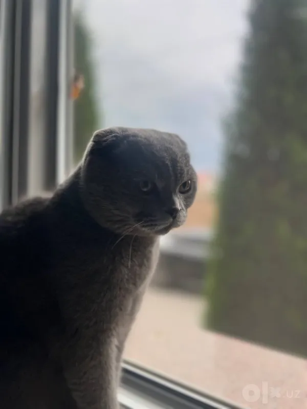 Кот породы scottish fold 3 Кот породы scottish fold 3