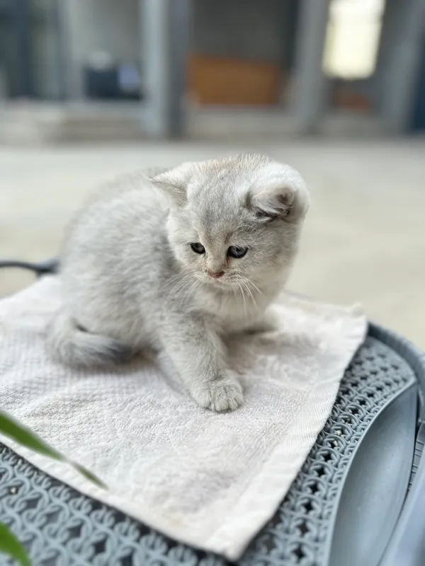 Милые котята 8