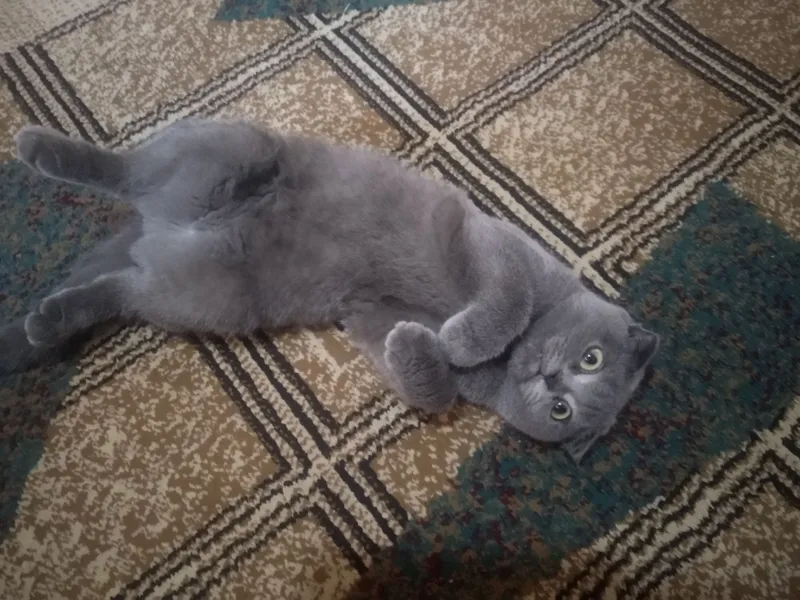 Чистопородный шотландский кот 3