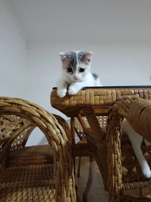 Mushuk pishak beriladi 2