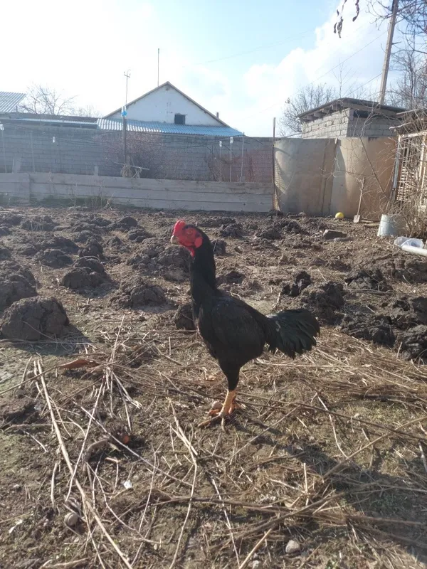 Дакан хуроз жужа — фото 2