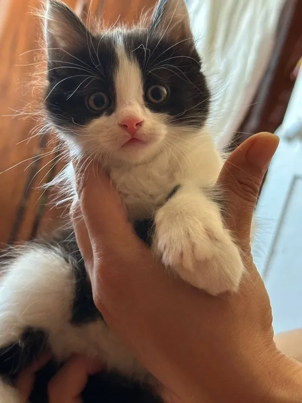 Продаются котята породистые 1.5 месяца — фото 2