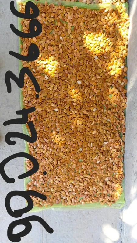 Kadi urug' sotiladi kilosi 70.000 — фото 1