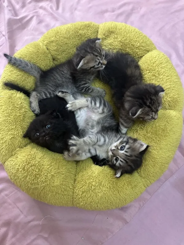 Этим котятам сегодня ровно 1 месяц 2 Этим котятам сегодня ровно 1 месяц 2