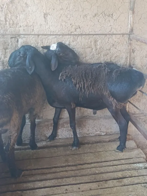 Qoʻchqor toza narsa zotga Qózi xali 2 Qoʻchqor toza narsa zotga Qózi xali 2