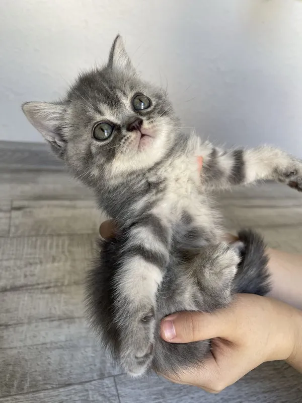 Продается пародистые котята — фото 2