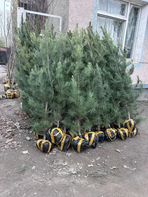 Archa Sosna bor Арча Сосна сотилади — фото 1