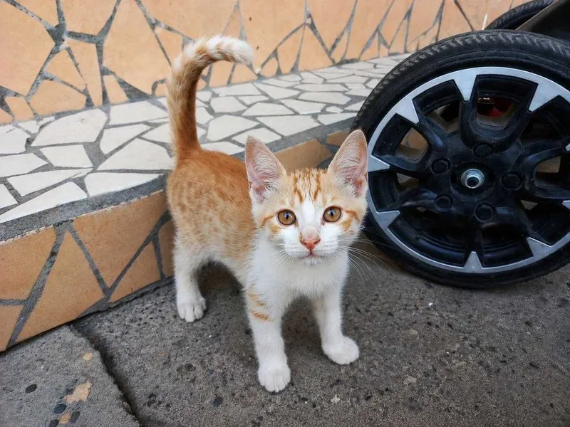 Мушук Котёнок 2 месячный добрые руки Активный здоровый и очень игривый 1 Мушук Котёнок 2 месячный добрые руки Активный здоровый и очень игривый 1
