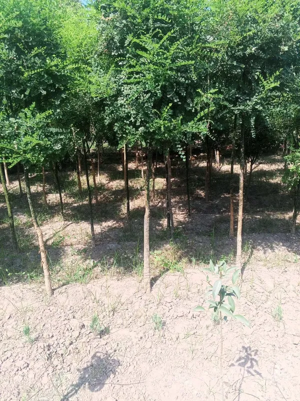Декоративные саженцы — от фирмы Samarqand Agro Dizayn! — фото 4