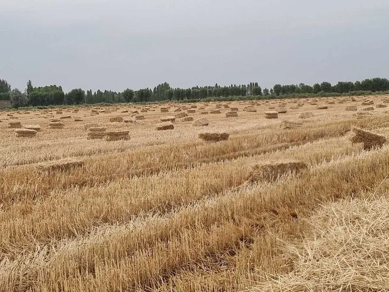 Somon pres va Arpa pres sotiladi Сомон прес ва арпа пресс сотилади