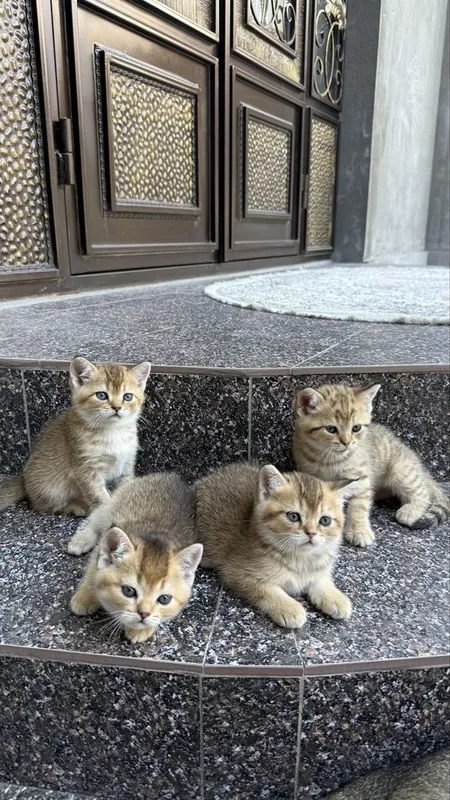 Породистые котята золотая шиншила 7 Породистые котята золотая шиншила 7