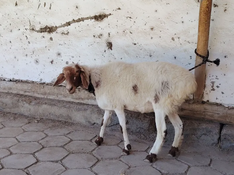 Yosh qazoqqi qo'y sotiladi. Hali tug'magan 3